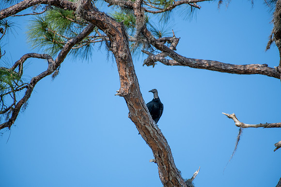 black vulture 2023_03_09-facebook