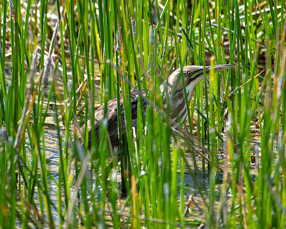 american bittern 2023_03_06-facebook.jpg