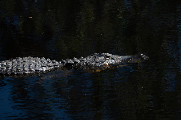 gator swimming 2023_03_11-facebook