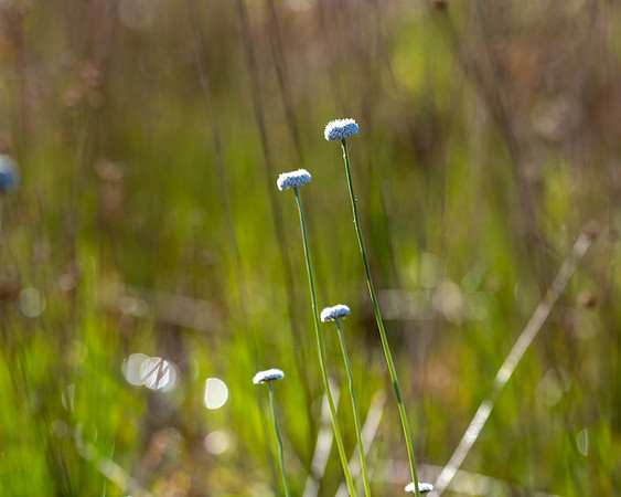 pipewort 2023_03_11-facebook