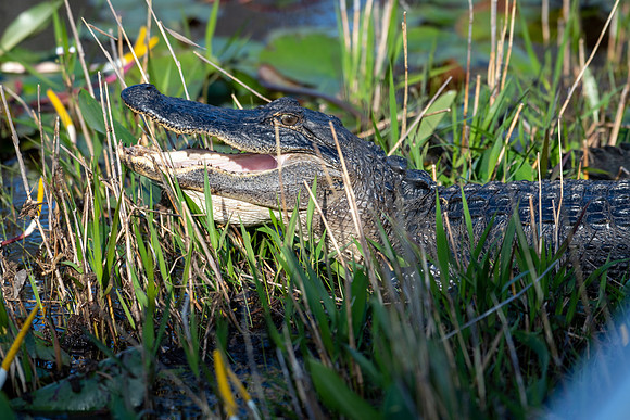gator mouth 2023_03_11-facebook