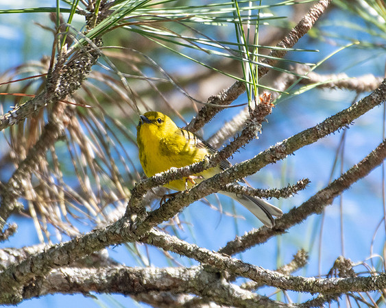 yellow warbler2 2023_03_11-facebook