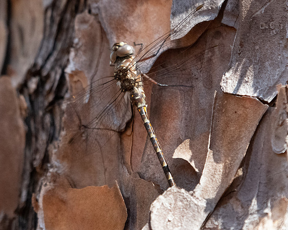 dragonfly 2023_03_11-facebook
