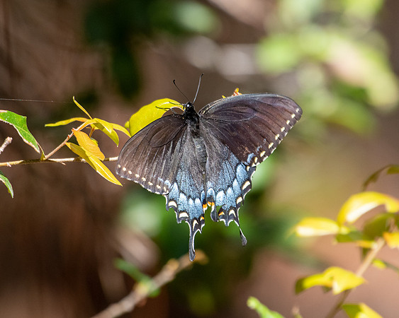 butterfly 2023_03_11-facebook