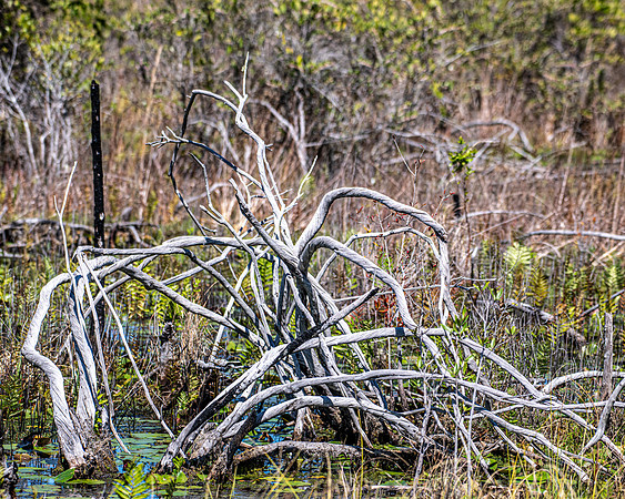 dead tree art 2023_03_11-facebook