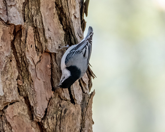 nuthatch 2023_03_14-Edit-facebook