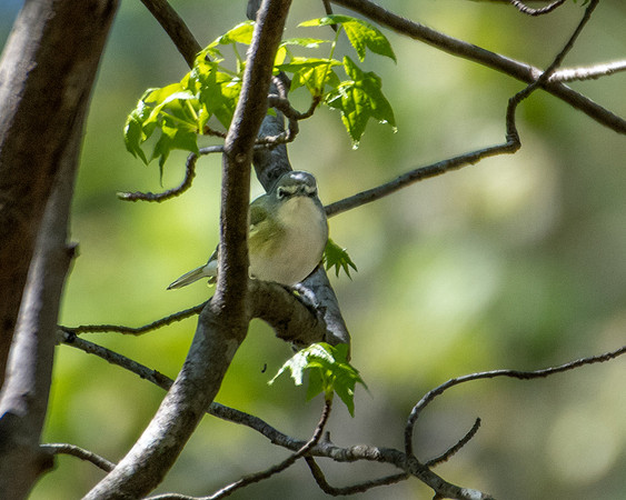 blue headed vireo 2023_03_14-facebook