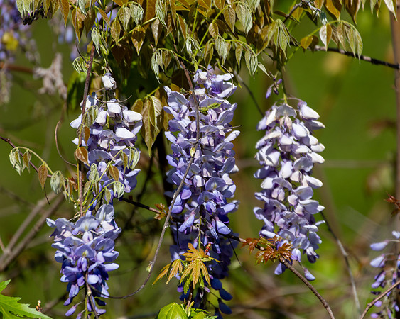wisteria 2023_03_14-facebook