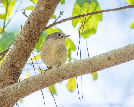 ruby crowned kinglet 2023_03_15-facebook