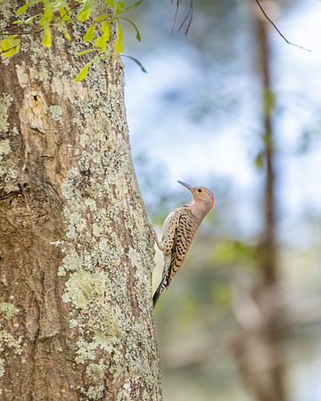 northern flicker 2023_03_17-facebook