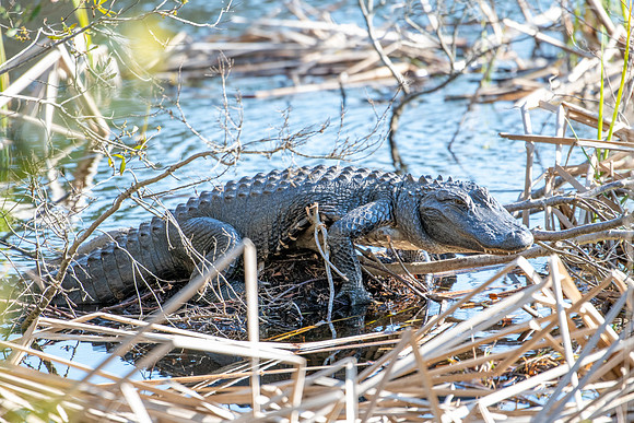 protective alligator 2023_03_20-facebook