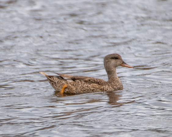 gadwall 2023_03_20-facebook