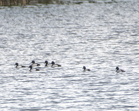 greater scaup 2023_03_20-facebook
