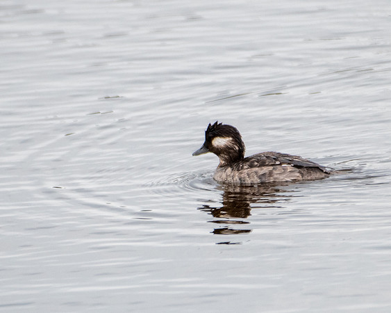 bufflehead 2023_03_20-facebook