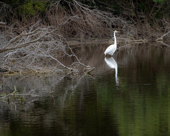 great egret 2023_03_20-Edit-facebook