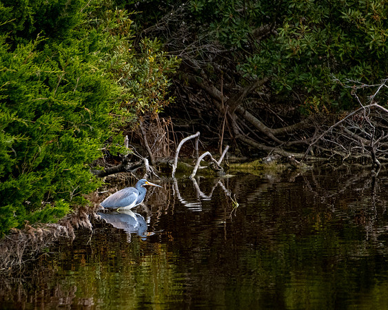 great blue heron reflection 2023_03_20-facebook