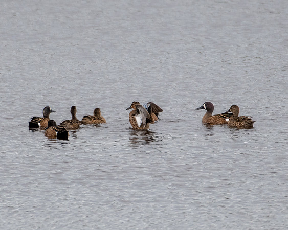 blue wing teal 2023_03_20-facebook