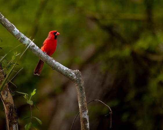 cardinal 2023_02_21-Edit-facebook