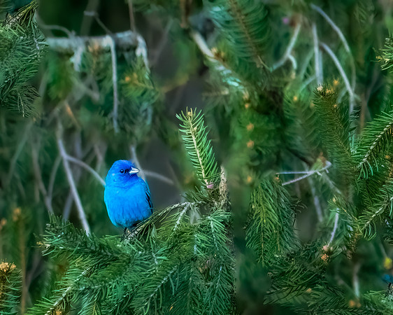 indigo bunting 2023_05_06