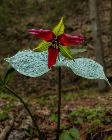red trillium1 2023_04_18