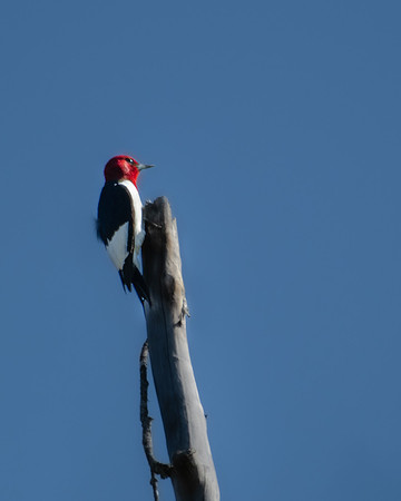 red headed woodpecker1 2023_05_11