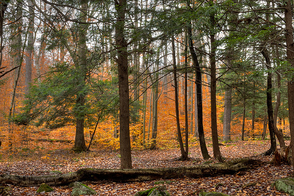 Ludlow - Allegheny National Forest Beech 2015_10_29