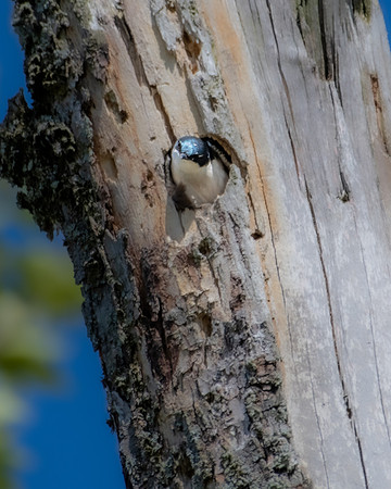 tree swallow 2023_05_11
