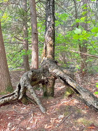 interesting tree 2023_05_23