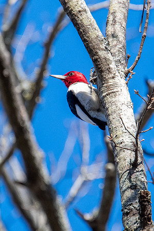 red headed woodpecker 4 santee state park 2022_03_02-facebook