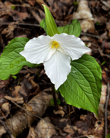 white trillium1 2023_04_18