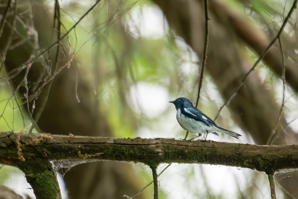 black throated blue warbler 2023_06_05
