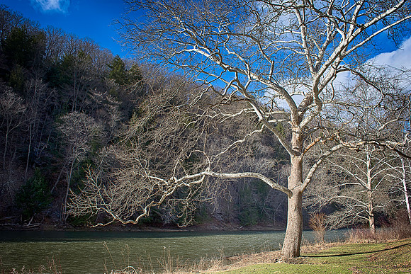 Oil Creek State Park - Winter Sycamore