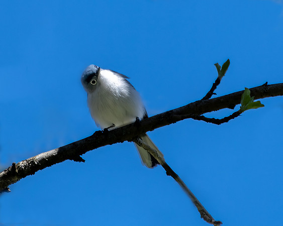 blue gray gnatcatcher2 2023_04_19