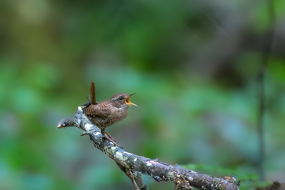 winter wren2 2023_06_05