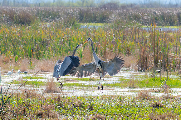 great blue heron fight 4 sweetwater 2022_02_13-facebook