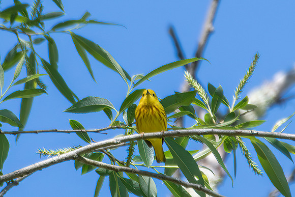 yellow warbler 2023_05_26