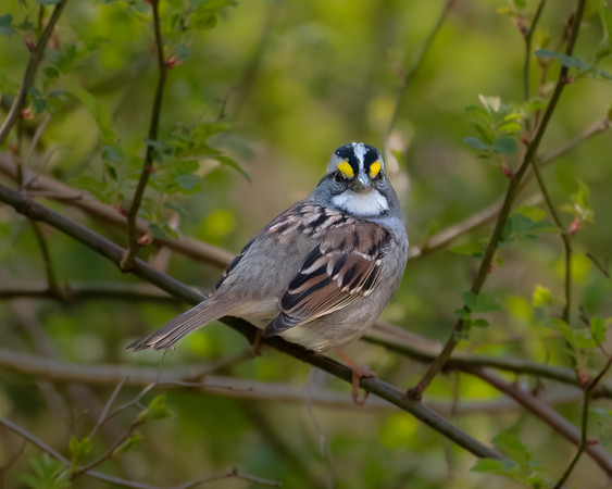white-throated sparrow 2023_04_20