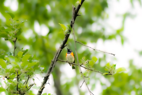 redstart1 2023_06_08