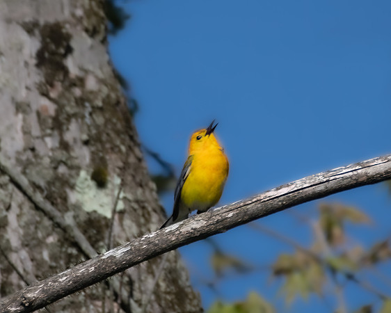 prothonotary1 2023_05_11