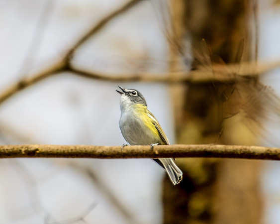 blue headed vireo1 2023_04_20