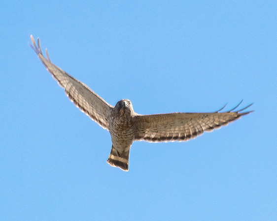 broad winged hawk 2023_04_21