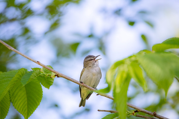 red eye vireo2 2023_05_27