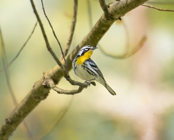 yellow throated warbler1 2023_05_06