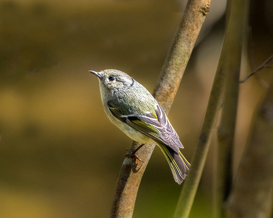 ruby crowned kinglet2 2023_04_19