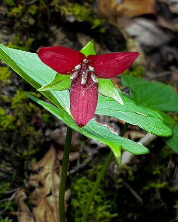 red trillium2 2023_04_18-Edit