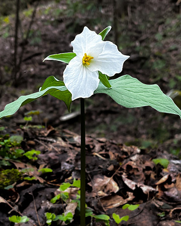 white trillium2 2023_04_18