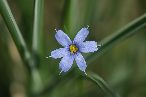blue eyed grass 2023_06_06