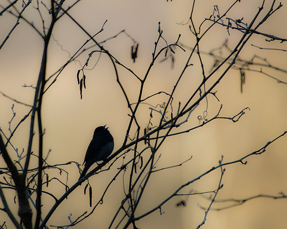 junco2 2023_04_13-Edit-facebook