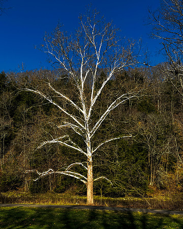 sycamore 1 2023_04_13