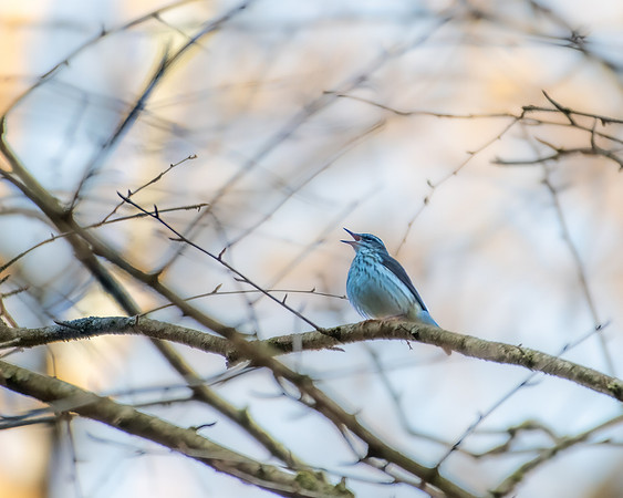 louisiana waterthrush6 2023_04_13